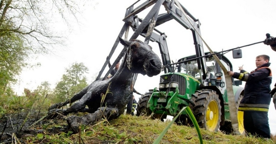 Лошадку вытащили из болота