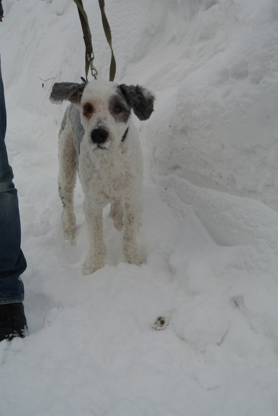 Пес год был заперт в квартире