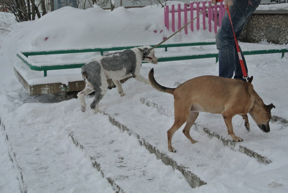 Пес год был заперт в квартире
