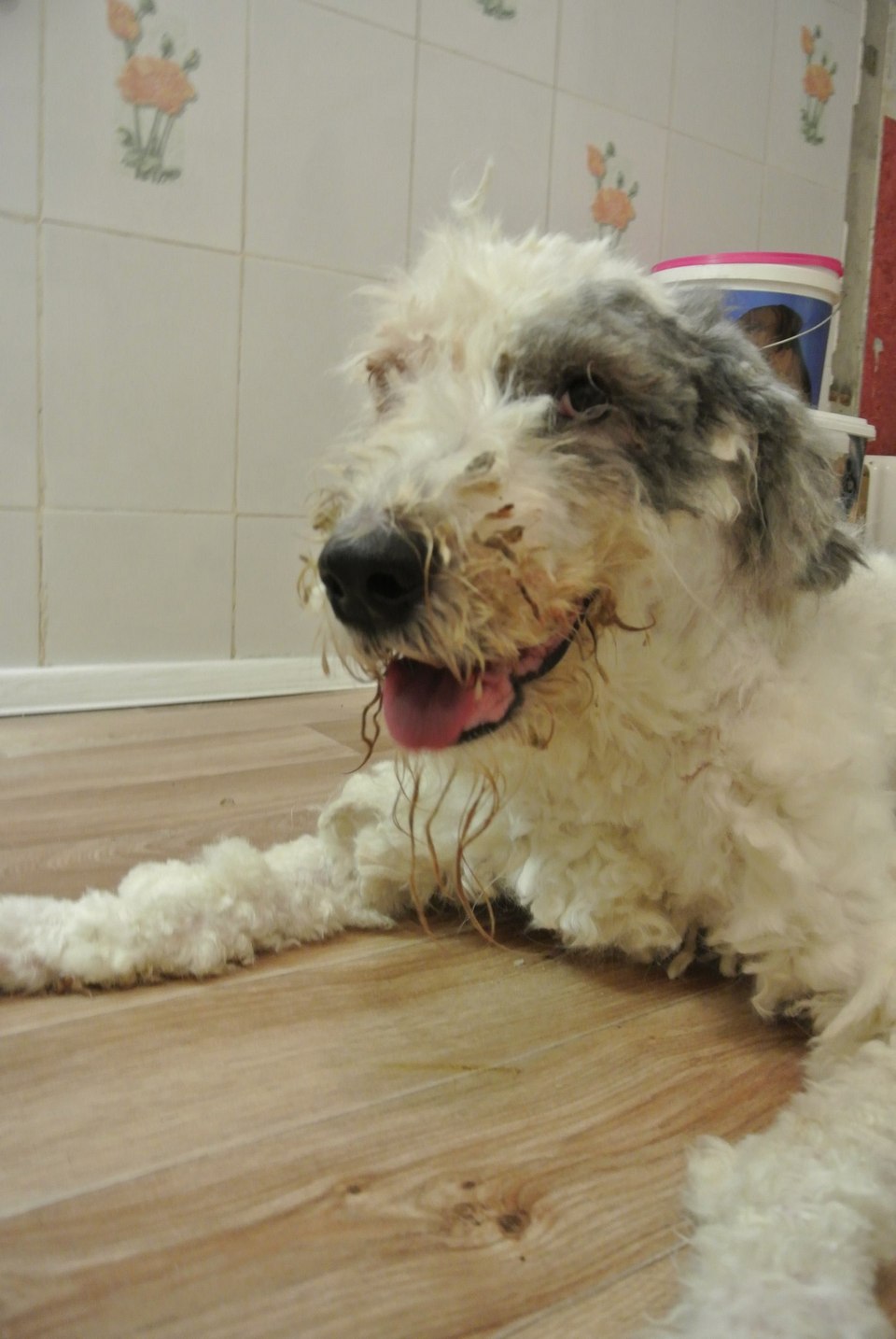 Пес год был заперт в квартире