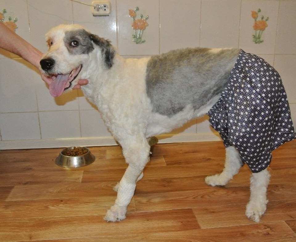 Пес год был заперт в квартире