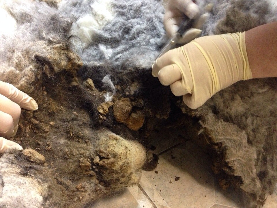 Пес год был заперт в квартире