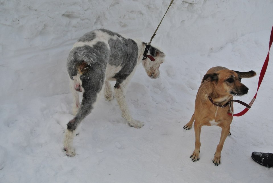 Пес год был заперт в квартире