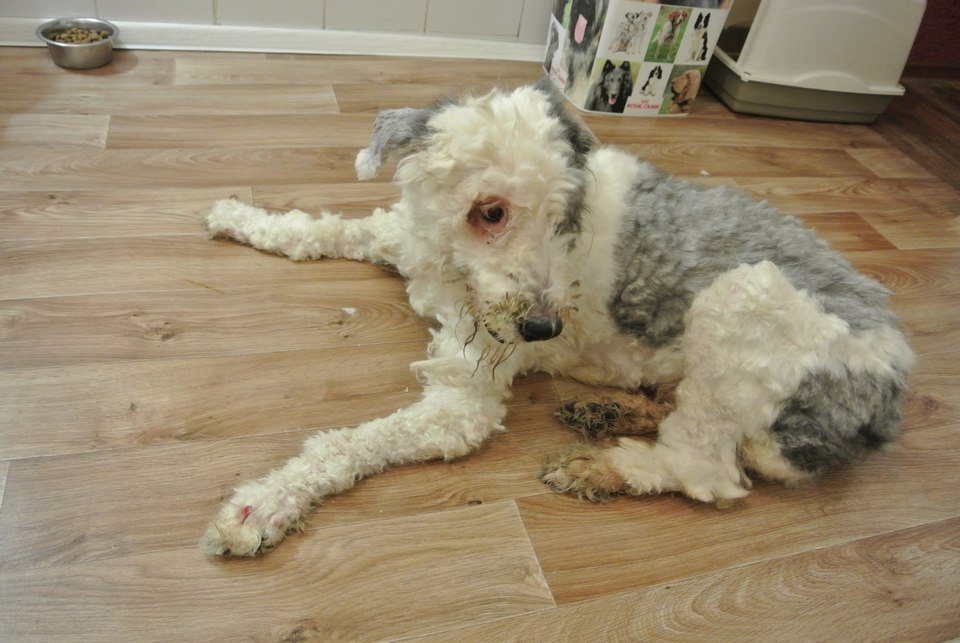 Пес год был заперт в квартире