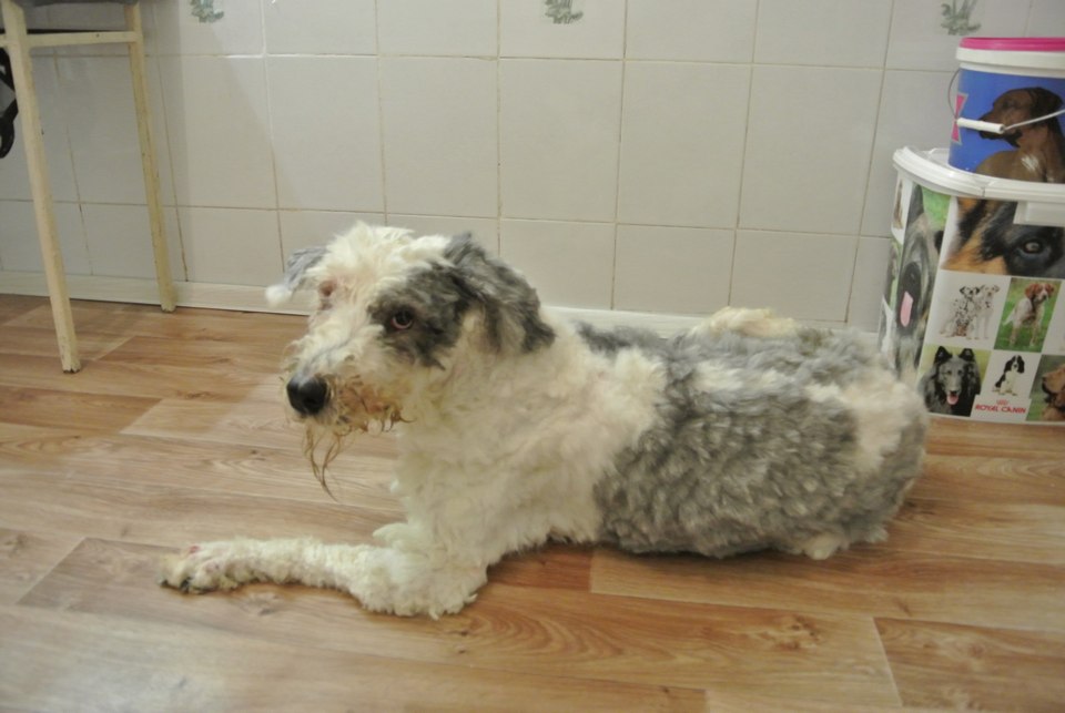 Пес год был заперт в квартире