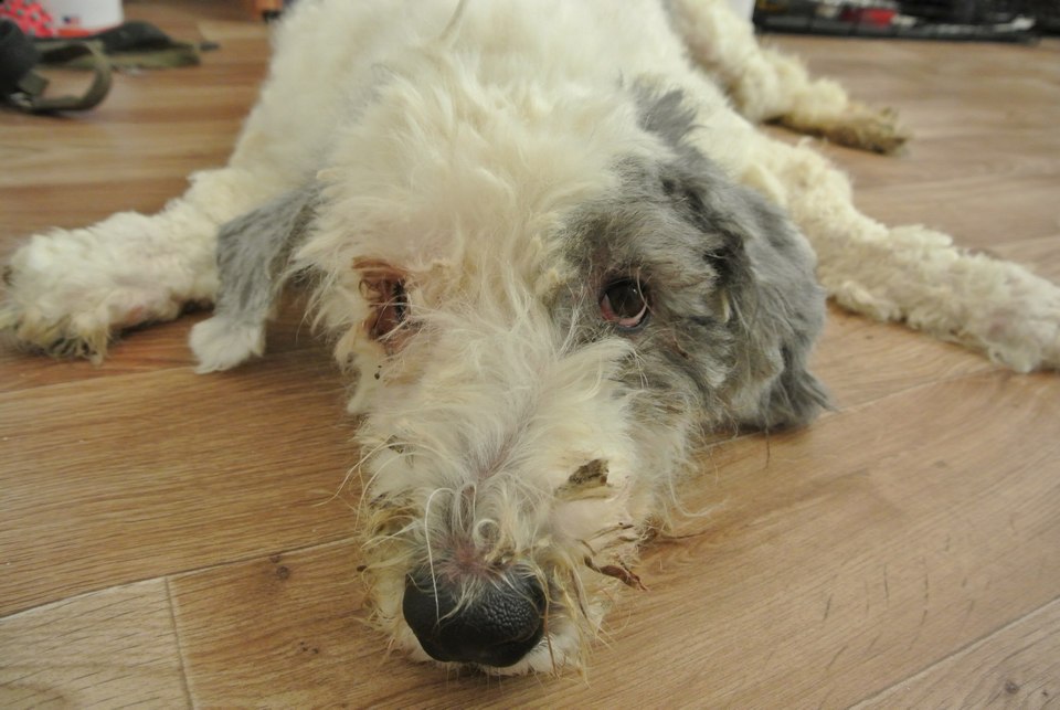 Пес год был заперт в квартире