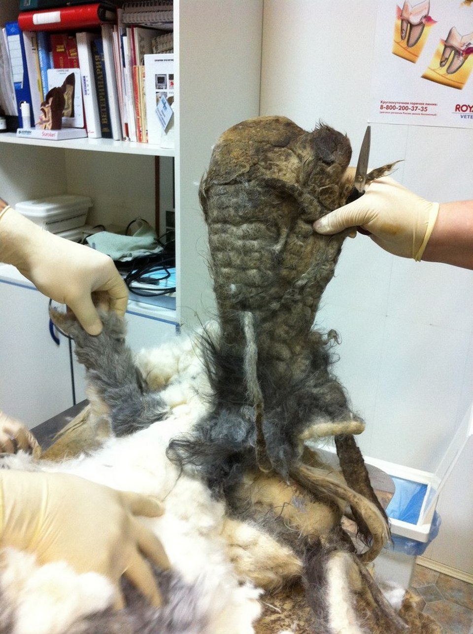 Пес год был заперт в квартире