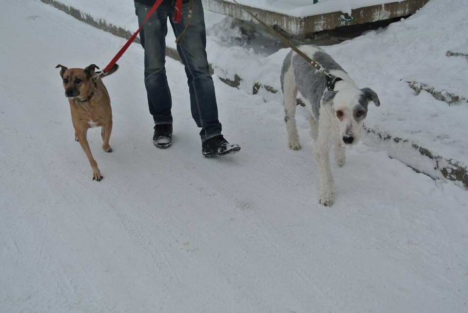 Пес год был заперт в квартире