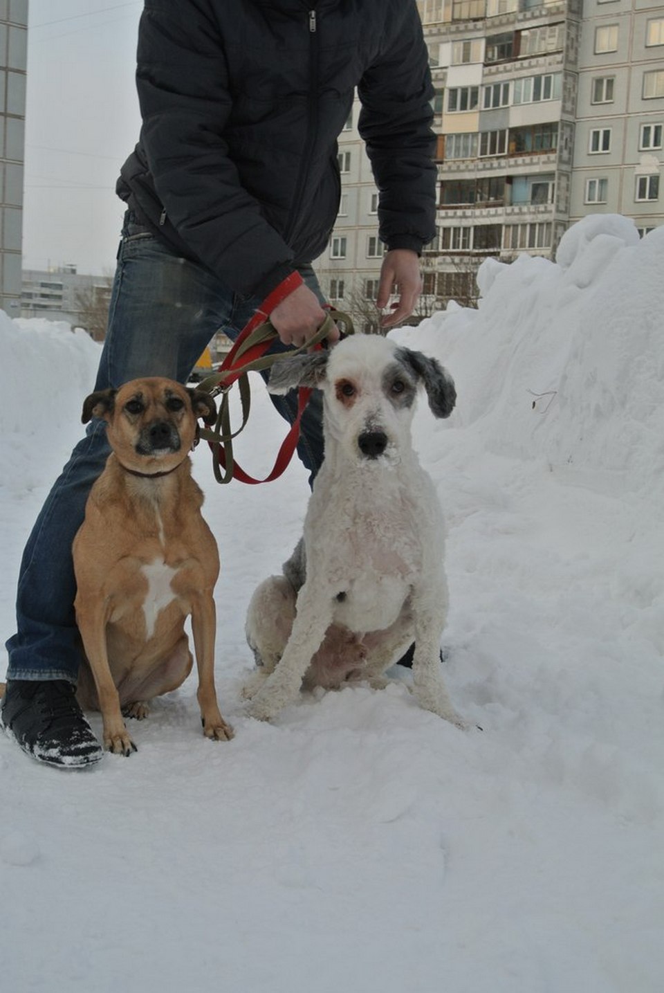 Пес год был заперт в квартире