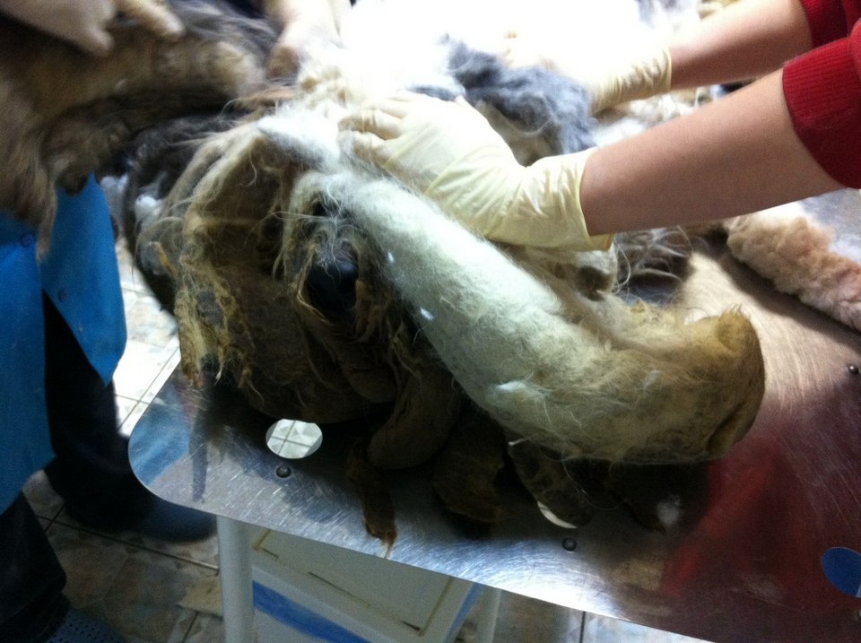 Пес год был заперт в квартире