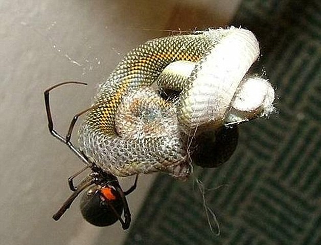 «А у кого это такие лапки мохнатые? Нет, не у твоей бывшей!» или несколько страшных историй о милых и пушистых паучках «А у кого это такие лапки мохнатые? Нет, не у твоей бывшей!» или несколько страшных историй о милых и пушистых паучках