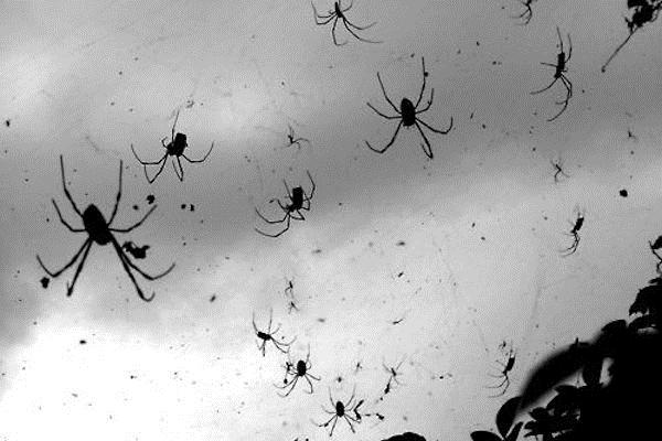 «А у кого это такие лапки мохнатые? Нет, не у твоей бывшей!» или несколько страшных историй о милых и пушистых паучках «А у кого это такие лапки мохнатые? Нет, не у твоей бывшей!» или несколько страшных историй о милых и пушистых паучках