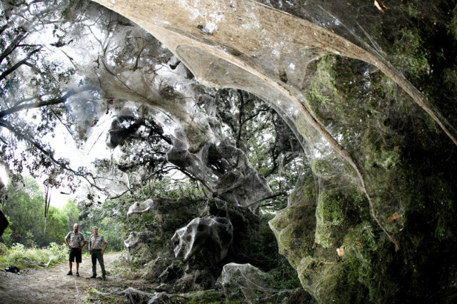 «А у кого это такие лапки мохнатые? Нет, не у твоей бывшей!» или несколько страшных историй о милых и пушистых паучках «А у кого это такие лапки мохнатые? Нет, не у твоей бывшей!» или несколько страшных историй о милых и пушистых паучках