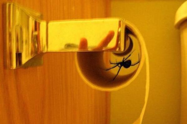 «А у кого это такие лапки мохнатые? Нет, не у твоей бывшей!» или несколько страшных историй о милых и пушистых паучках «А у кого это такие лапки мохнатые? Нет, не у твоей бывшей!» или несколько страшных историй о милых и пушистых паучках