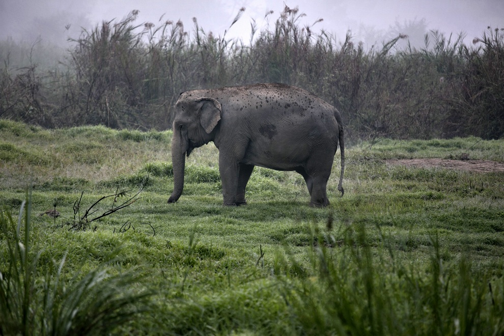 Кофе премиум класса из слоновьего навоза