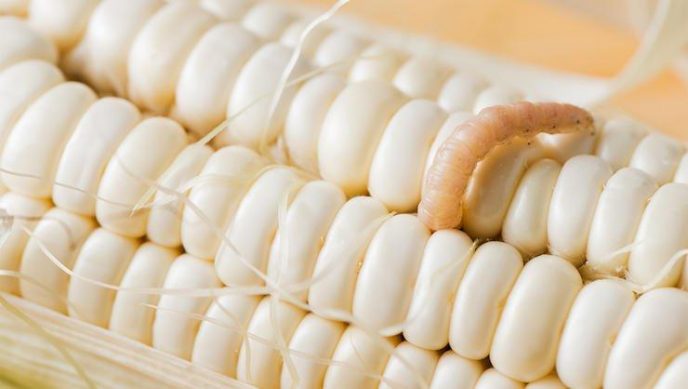 Насекомые, которые постоянно попадают к нам в еду Насекомые, которые постоянно попадают к нам в еду