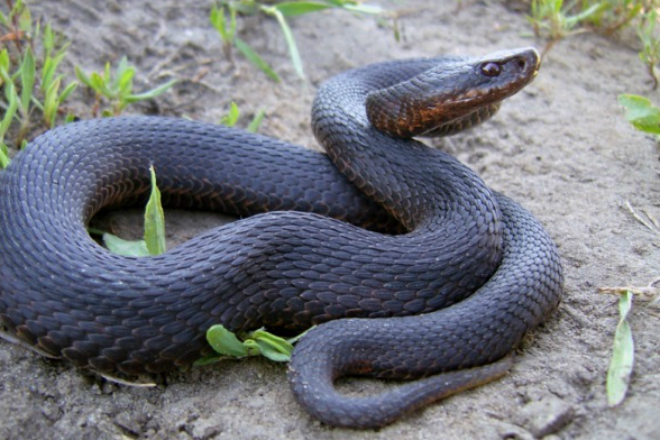 Помощь при укусе гадюки Помощь при укусе гадюки