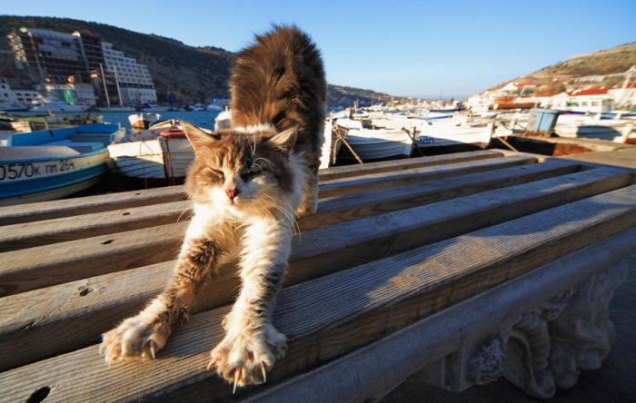 Прикольные картинки