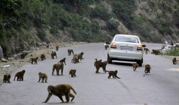 Прикольные картинки