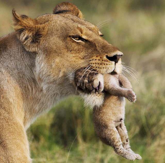 Материнская забота