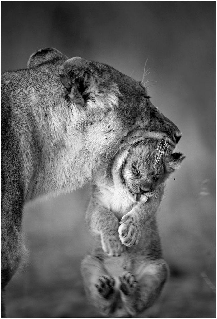 Материнская забота