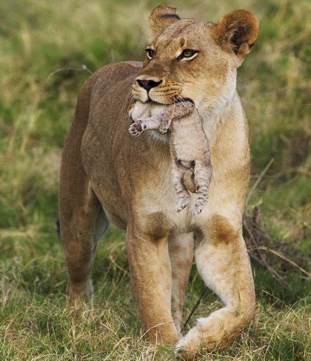 Материнская забота