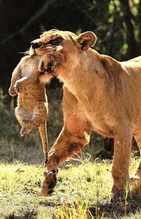 Материнская забота