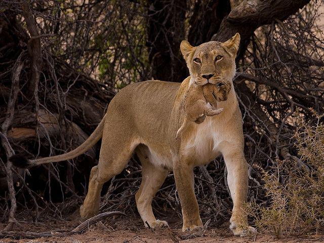 Материнская забота