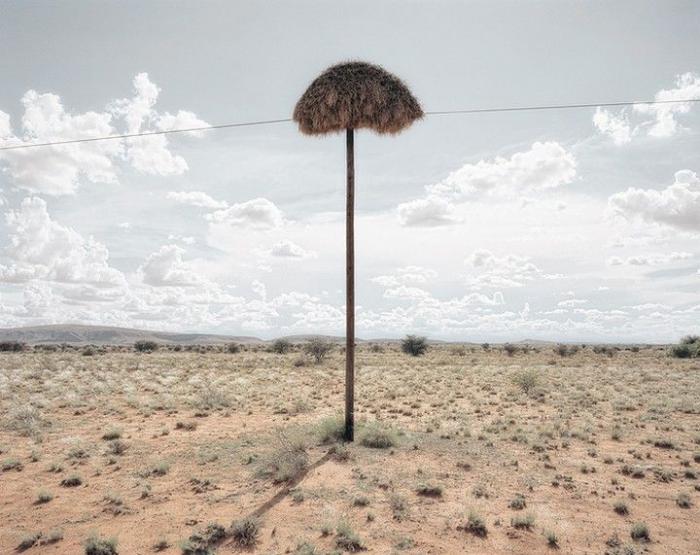 Гнезда ткачиков в пустыне Калахари