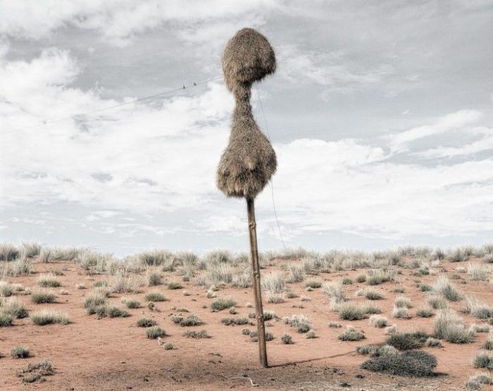 Гнезда ткачиков в пустыне Калахари