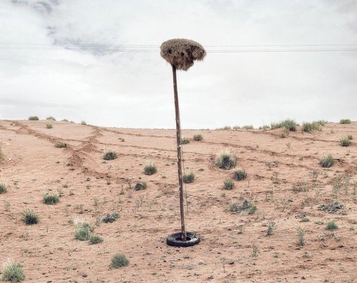 Гнезда ткачиков в пустыне Калахари