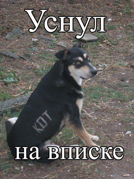 Прикольные картинки