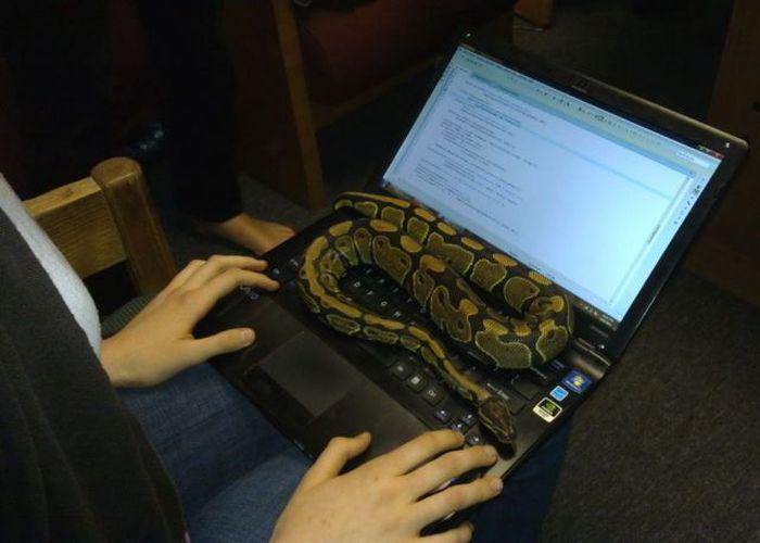 Прикольные картинки