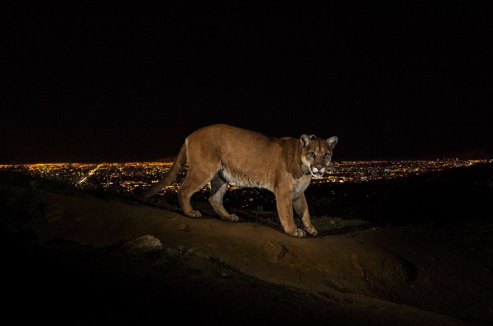 Победители международного конкурса World Press Photo 2013