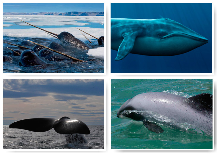 Самые редкие морские млекопитающие