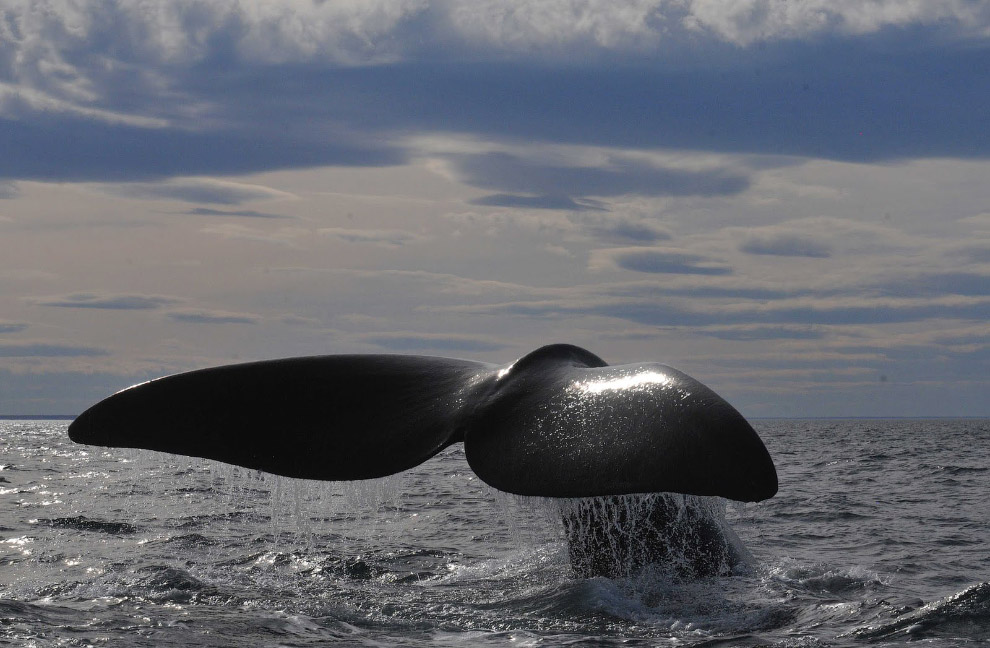 Самые редкие морские млекопитающие