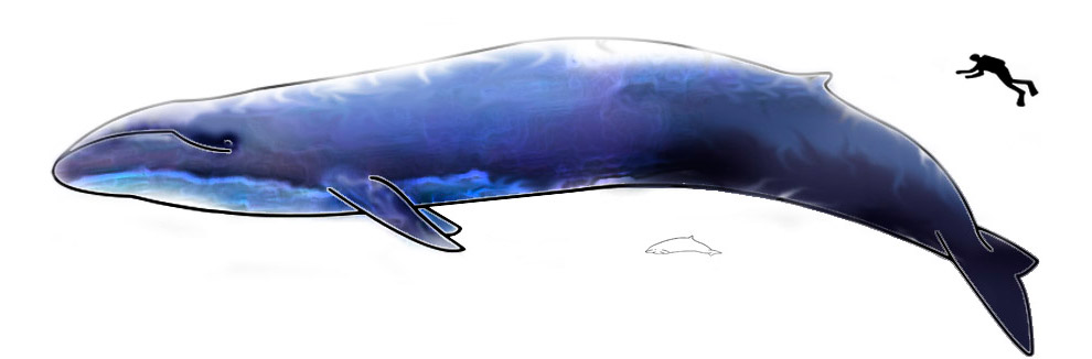 Самые редкие морские млекопитающие