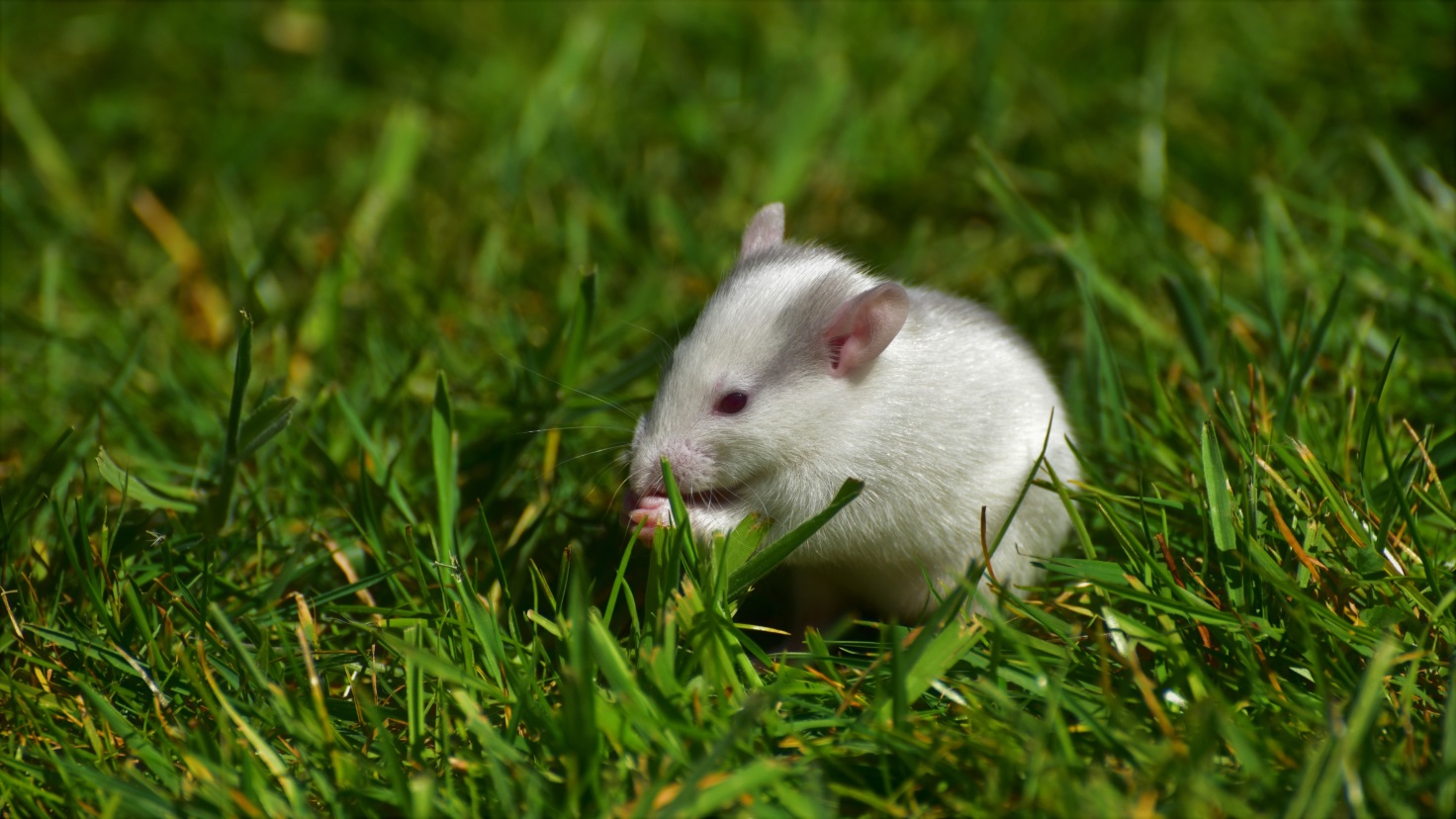 «А эскимо на палочке тебе не дать?» или страшная сказка о том, как в нашу повседневную еду коварно просачиваются фекалии «А эскимо на палочке тебе не дать?» или страшная сказка о том, как в нашу повседневную еду коварно просачиваются фекалии