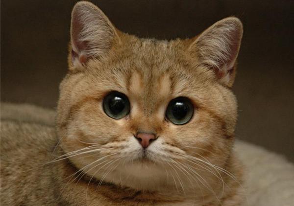 «Адские штучки» или несколько крайне поучительных историй с участием секс-игрушек, которые достойны настоящего фильма ужасов «Адские штучки» или несколько крайне поучительных историй с участием секс-игрушек, которые достойны настоящего фильма ужасов