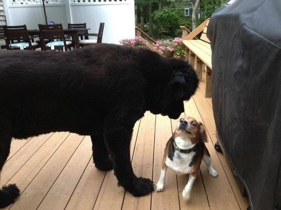 Забавные собаки