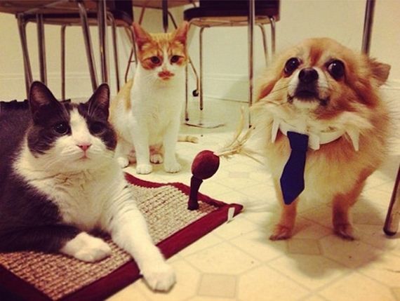 Забавные собаки