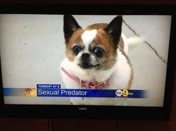 Забавные собаки