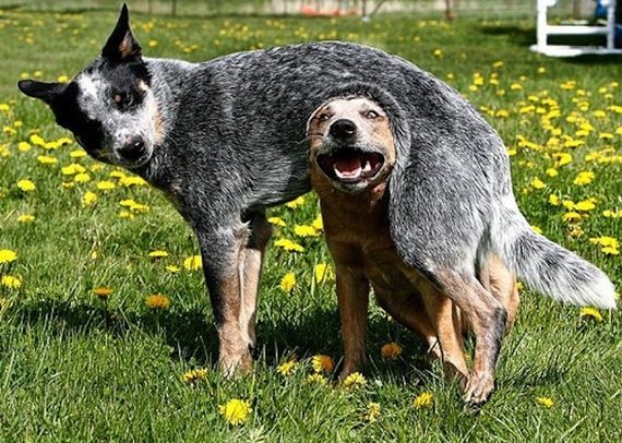 Забавные собаки