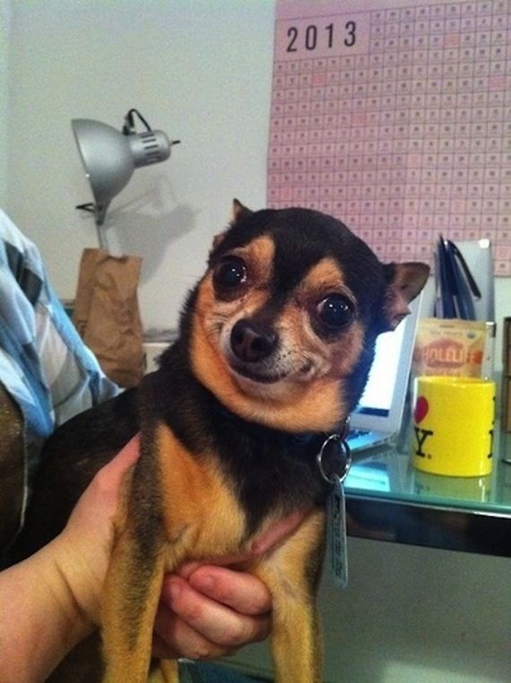 Забавные собаки