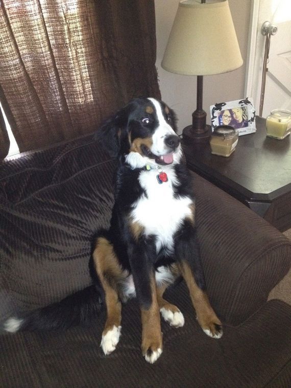 Забавные собаки