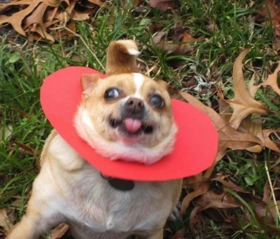 Забавные собаки