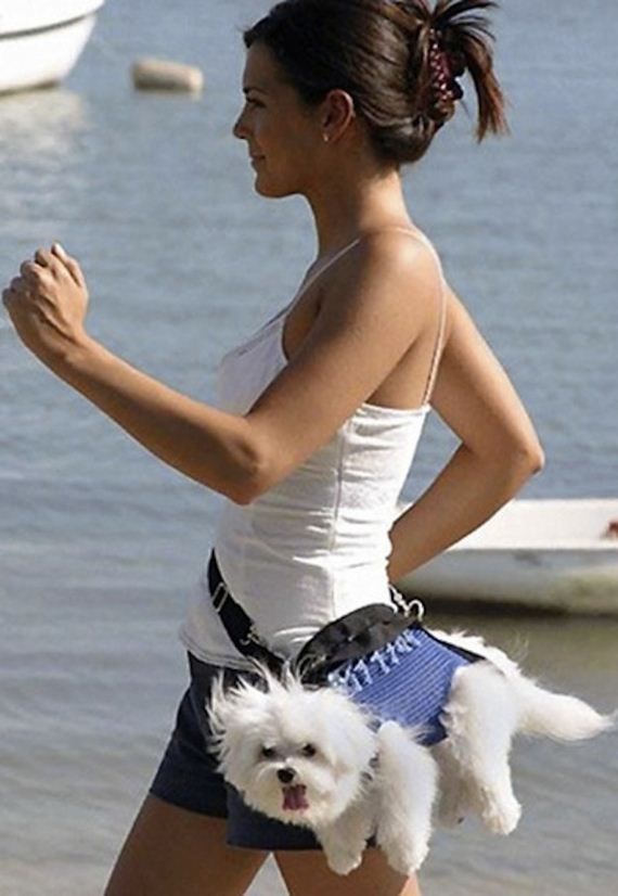 Забавные собаки