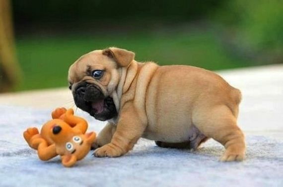 Забавные собаки