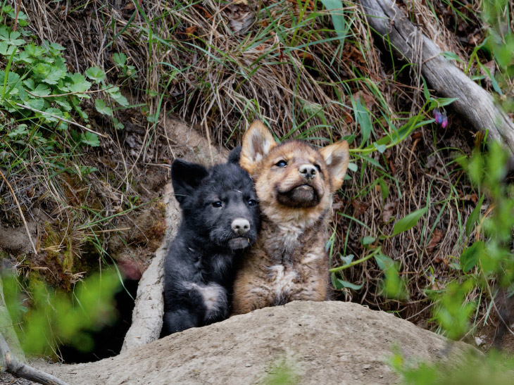National Geographic: лучшие фотографии марта