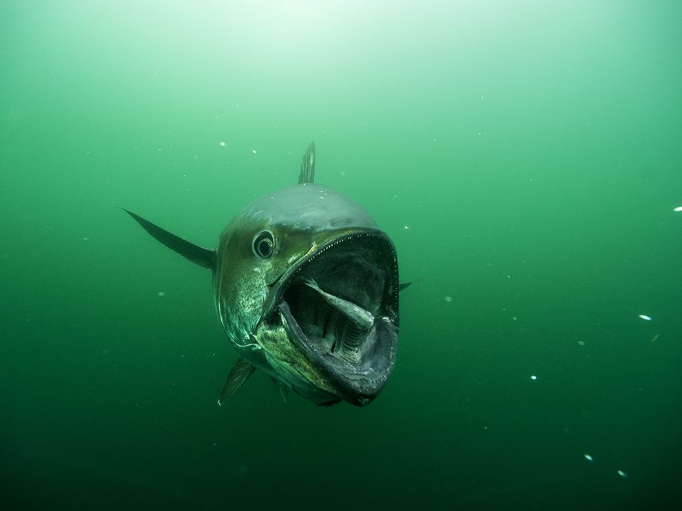 National Geographic: лучшие фотографии марта